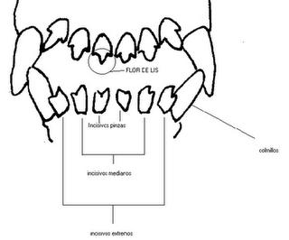 Determinar la edad del perro por su dentadura Determinar la edad del perro por su dentadura