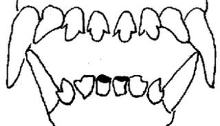 Determinar la edad del perro por su dentadura Determinar la edad del perro por su dentadura