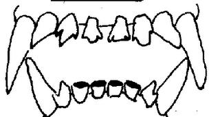 Determinar la edad del perro por su dentadura Determinar la edad del perro por su dentadura