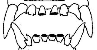 Determinar la edad del perro por su dentadura Determinar la edad del perro por su dentadura
