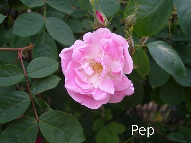 Rosa Manettii Rosa Manettii