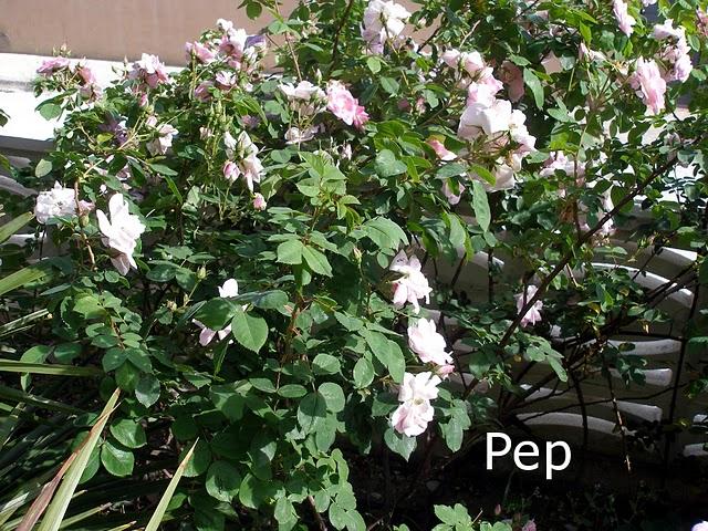 Rosa Manettii Rosa Manettii