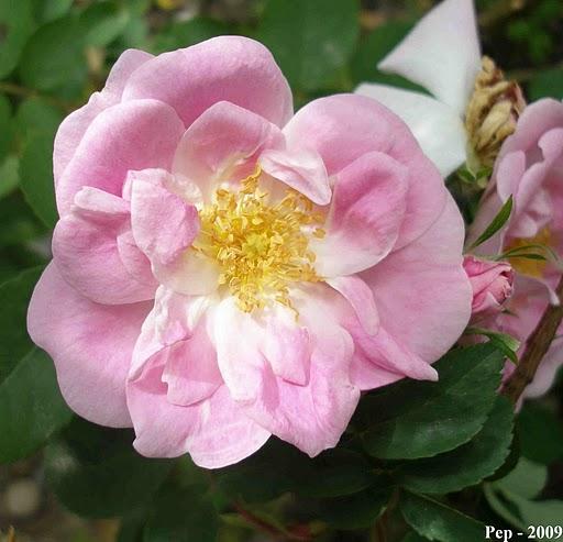 Rosa Manettii Rosa Manettii