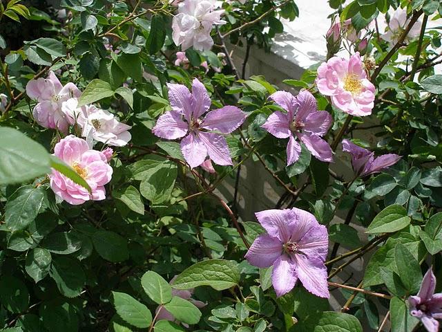 Rosa Manettii Rosa Manettii