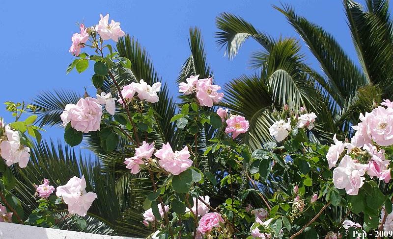 Rosa Manettii Rosa Manettii