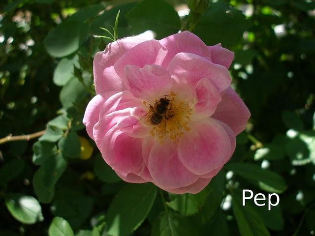 Rosa Manettii Rosa Manettii