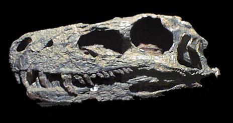 Herrerasaurus Herrerasaurus