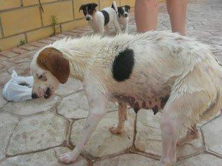 Llamada desesperada para Kelly y sus cachorros Llamada desesperada para Kelly y sus cachorros