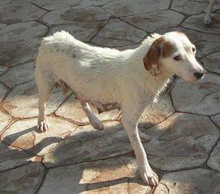 Llamada desesperada para Kelly y sus cachorros Llamada desesperada para Kelly y sus cachorros