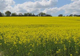 agrocombustibles 