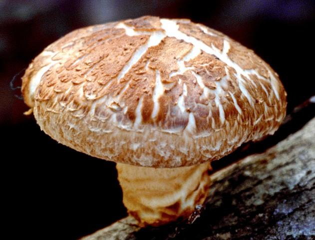 La seta shiitake es una de las setas más apreciadas culinariamente