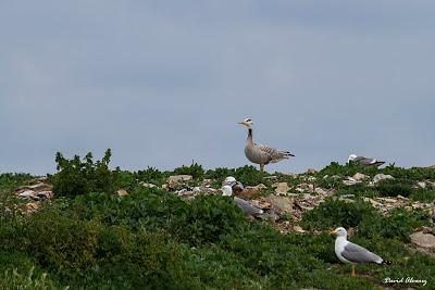 Ánsar indio en As Pantorgas Ánsar indio en As Pantorgas