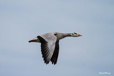 Ánsar indio en As Pantorgas Ánsar indio en As Pantorgas