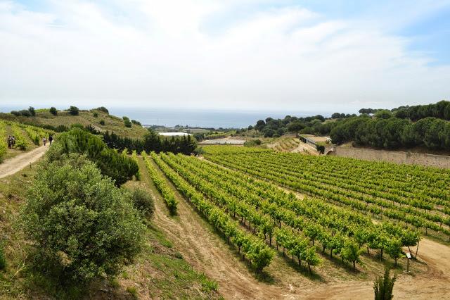 La bodega Alta Alella reúne a más de 1.000 personas en su Jornada de Puertas Abiertas con un gran mercado de proximidad La bodega Alta Alella reúne a más de 1.000 personas en su Jornada de Puertas Abiertas con un gran mercado de proximidad