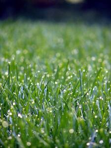 cesped en primavera Césped, tipos, necesidades y cuidados