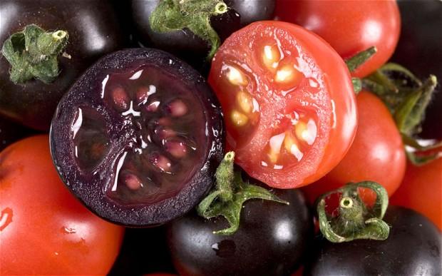  Genetically modified purple tomato 'tastier than normal varieties'