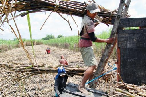 Sweet and sticky: Workers harvest sugarcane at a plantation in Tulungagung, East Java. The government recently approved the first transgenic sugarcane and other 13 biotech food crops for commercial production. Antara/Sahlan Kurniawan