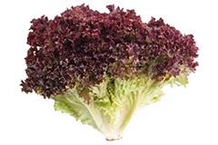 Lechuga Lollo Rosso