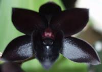 Black Orchid, lo más oscuro de Tom Ford