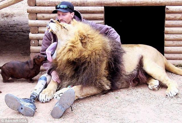 La increible amistad entre un leon y un perro