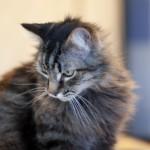 Toxoplasmosis contraída a través de los gatos gato toxoplasmosis