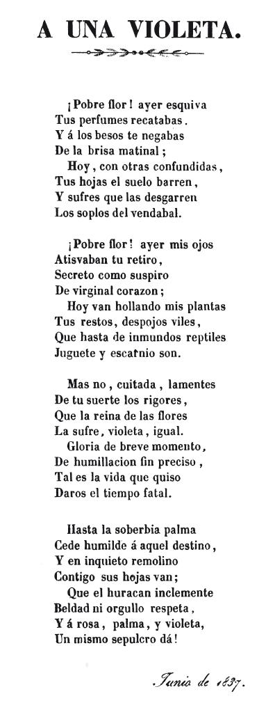 A UNA VIOLETA A UNA VIOLETA