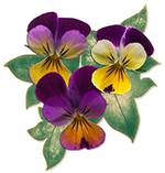 A UNA VIOLETA A UNA VIOLETA