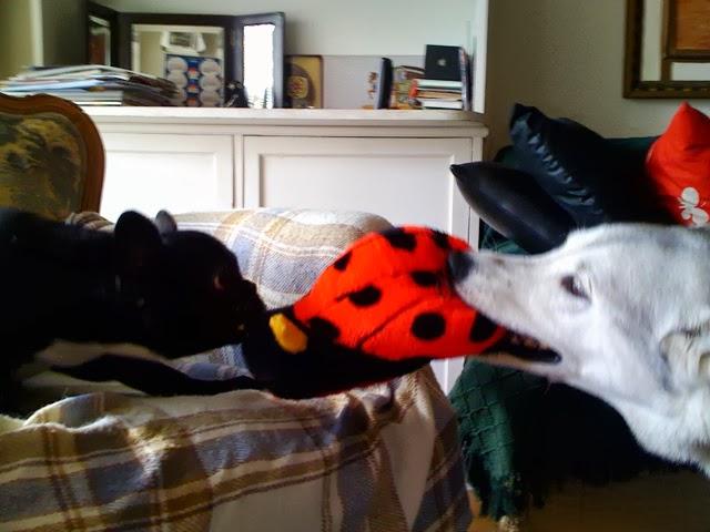 TRIBUTE TO KIARA TRIBUTE TO KIARA