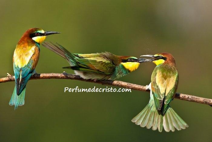 APRENDIZAJE… pajaros-picos-alimento