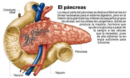 ¿Cómo cuidar el páncreas? ¿Cómo cuidar el páncreas?