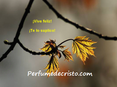 CARA A CARA… gview9