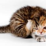 Pulgas en los gatos. Tratamiento y prevención gato rascándose