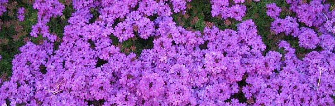 Flores de Bach cropped-florbachverbena.jpg