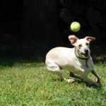 Hacer ejercicio y jugar con el perro Jugar con perro