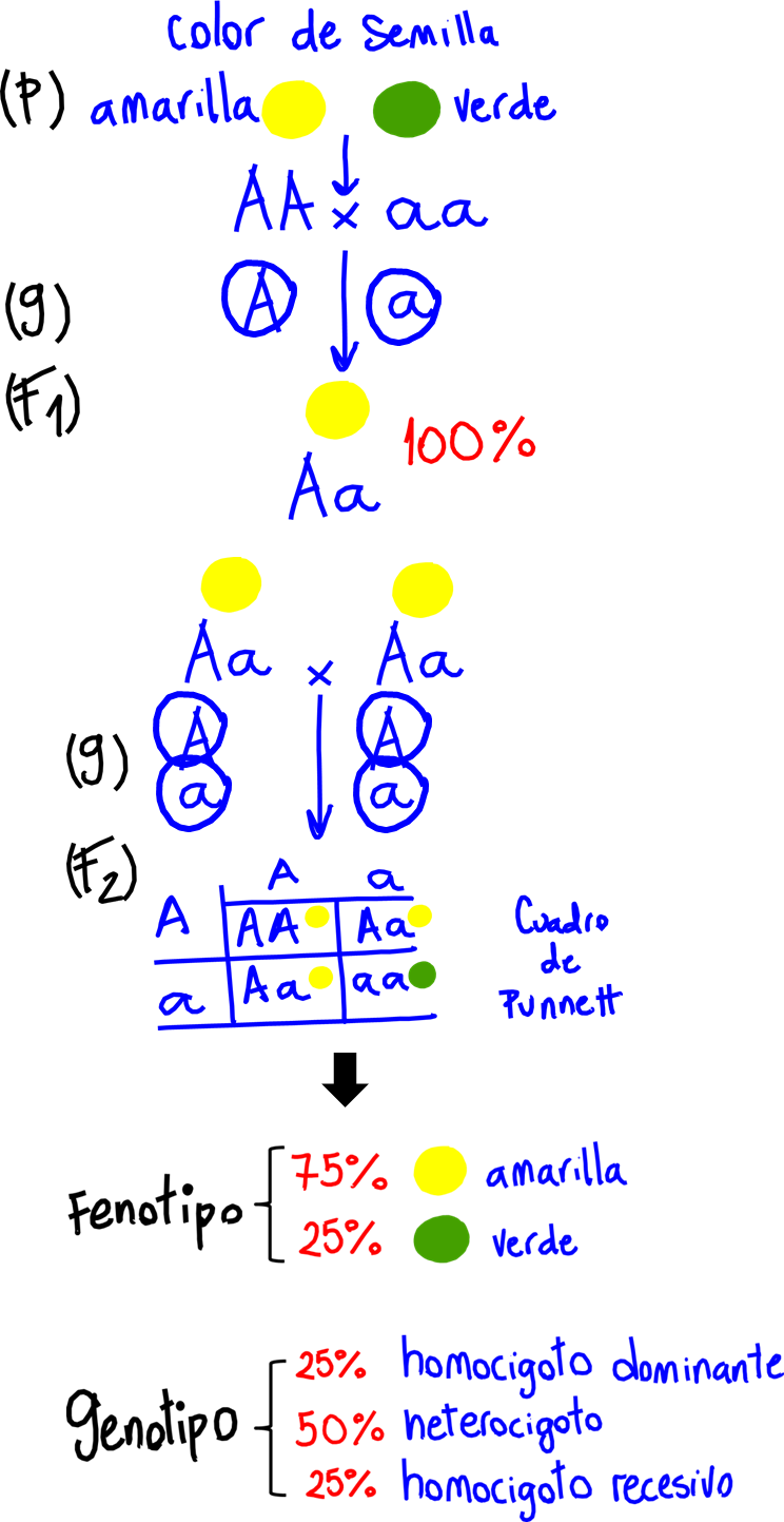 Herencia II: los principios de Mendel Esquema que representa experimentos de cruza de plantas de guisante (arveja o chícharos) Pisum sativum. El carácter analizado es el color de la semilla (amarilla o verde). Los parentales (P) son plantas con semillas amarillas (AA, homocigoto dominante) que se cruzan con plantas de semillas verdes (aa, homocigoto recesivo). Cada uno, durante la gametogénesis, forma sus gametos (G) que son haploides y, por lo tanto, portarán uno solo de los dos alelos posibles, dando como resultado gametos con los alelos correspondientes. La filial 1 (F1) resultante son todas plantas con semillas amarillas (Aa, heterocigoto). Si se permite la autofecundación de la F1, se obtiene una filial 2 (F2) cuyo fenotipo es 75% (ó 3/4)amarillas y 25% (ó 1/4)verdes. Se expresa también en el esquema el genotipo de la F2. Se asume que el alelo dominante es el que codifica para el color amarillo (A).