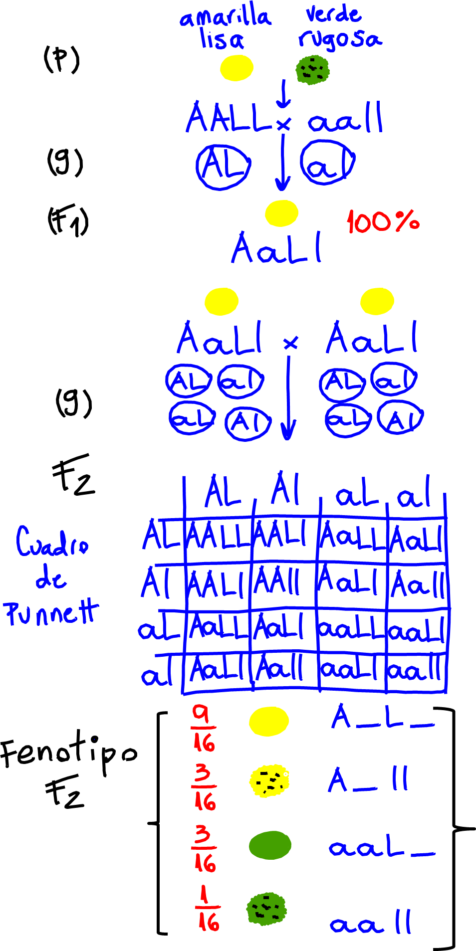 Herencia II: los principios de Mendel epígrafe: Esquema que representa experimentos de cruza de plantas de guisante (arveja o chícharos) Pisum sativum. Se analizan dos caracteres: color de la semilla (amarilla o verde) y textura (lisa o sugosa). Los parentales (P) son plantas con semillas amarillas lisas (AALL) que se cruzan con plantas de semillas verdes y rugosas (aall). Cada uno, durante la gametogénesis forma sus gametos (G), dando como resultado gametos con los alelos correspondientes. La filial 1 (F1) resultante son todas plantas con semillas amarillas lisas (AaLl, doble heterocigoto). Si se permite la autofecundación de la F1, se obtiene una filial 2 (F2) cuyo fenotipo se detalla en el esquema y se ajusta a una proporción fenotípica 9:3:3:1. Se expresa también en el esquema el genotipo posible de la F2 (el guión significa las dos posibilidades de alelos). Se asume que los alelos dominante son los que codifican para el color amarillo (A) por un lado y liso (L), por el otro.
