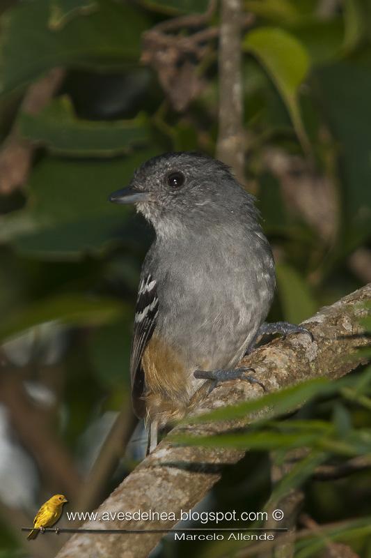 Choca común (Variable Anshrike) SMA_6526blog