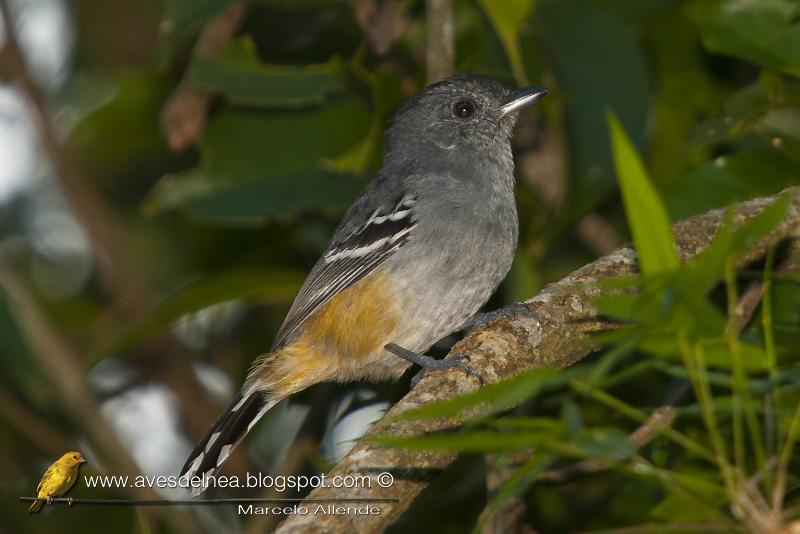 Choca común (Variable Anshrike) SMA_6527blog