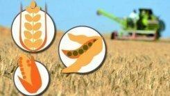 Maíz y trigo suben en Chicago, soja baja por datos de USDA
