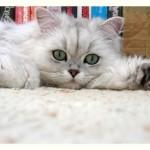La aspirina es tóxica para los gatos aspirina toxica gatos