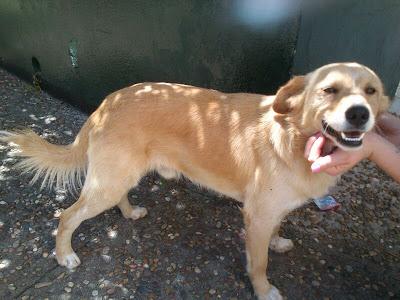 Sack perrito joven abandonado, los vecinos amenazan con matarlo. URGENTE (SEVILLA) Sack perrito joven abandonado, los vecinos amenazan con matarlo. URGENTE (SEVILLA)