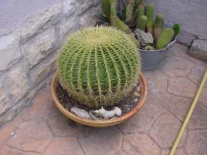 Cactus Sistemas de riego