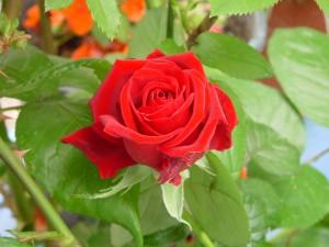 Riego con regadera Sistemas de riego