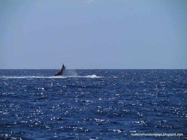 MAUI; el santuario de las ballenas jorobadas MAUI; el santuario de las ballenas jorobadas