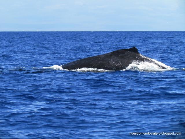 MAUI; el santuario de las ballenas jorobadas MAUI; el santuario de las ballenas jorobadas