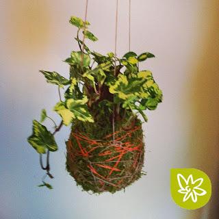 El arte de los jardines kokedama El arte de los jardines kokedama