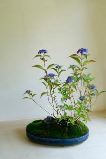 El arte de los jardines kokedama El arte de los jardines kokedama