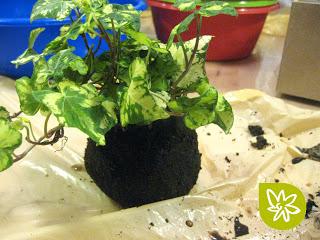El arte de los jardines kokedama El arte de los jardines kokedama
