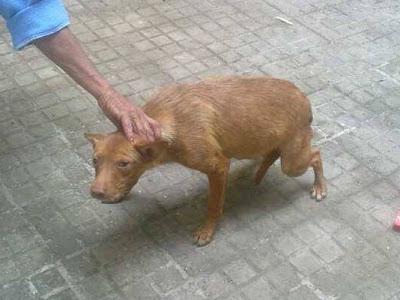 SOS! Podenquita a punto de parir arrastrada a la perrera. (Córdoba) SOS! Podenquita a punto de parir arrastrada a la perrera. (Córdoba)