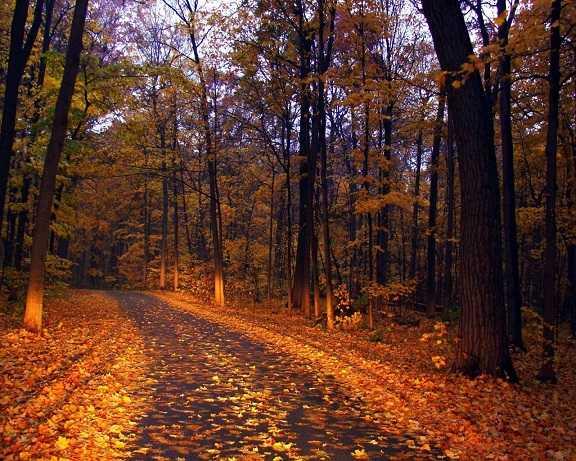 Paisaje de otoño